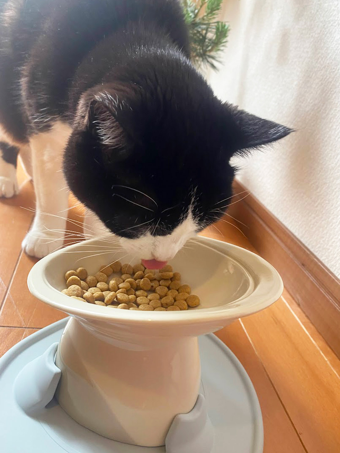 完璧な猫皿