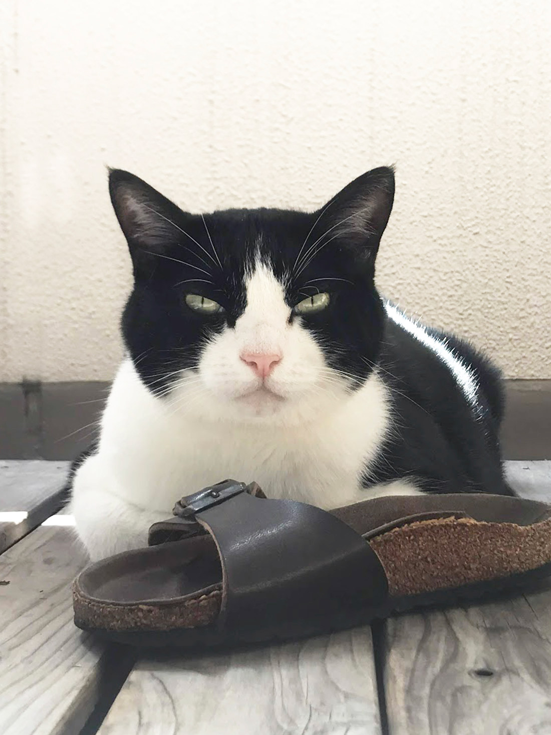 ベランダが好きな歌丸