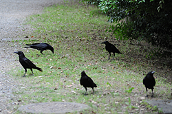 カラスの群れ