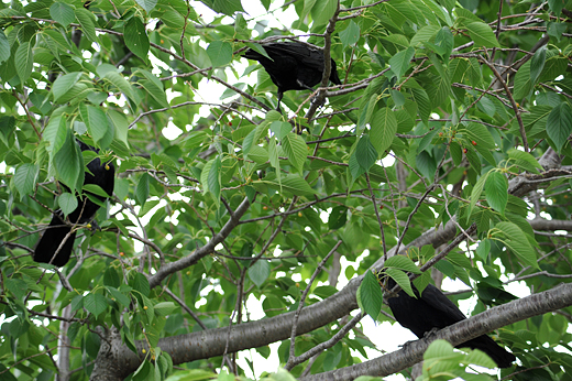 公園の木に集まるカラス