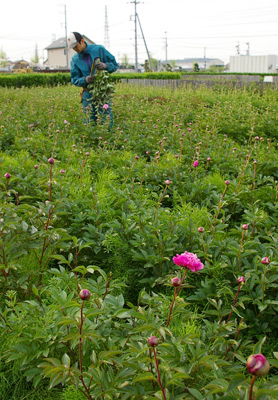 芍薬の収穫