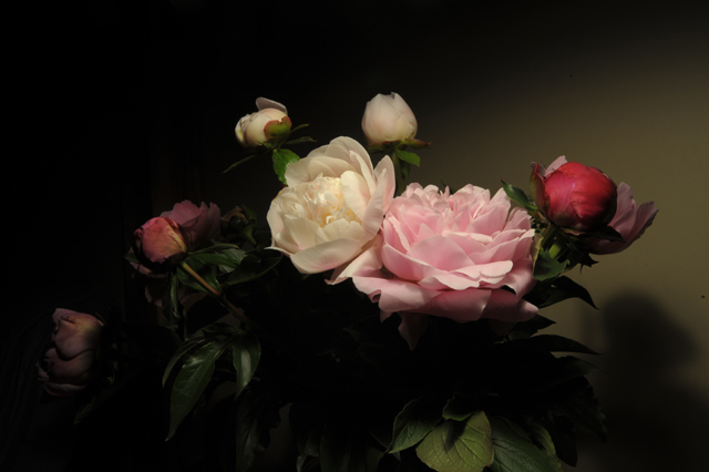 芍薬