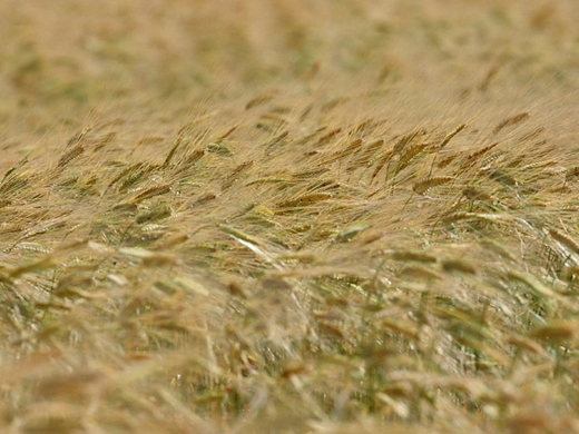 小麦