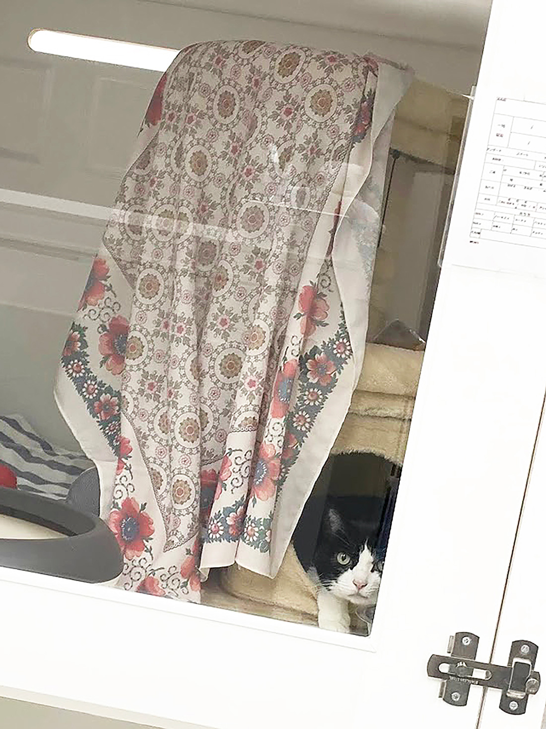 隠れながらこっちをじっと見てる