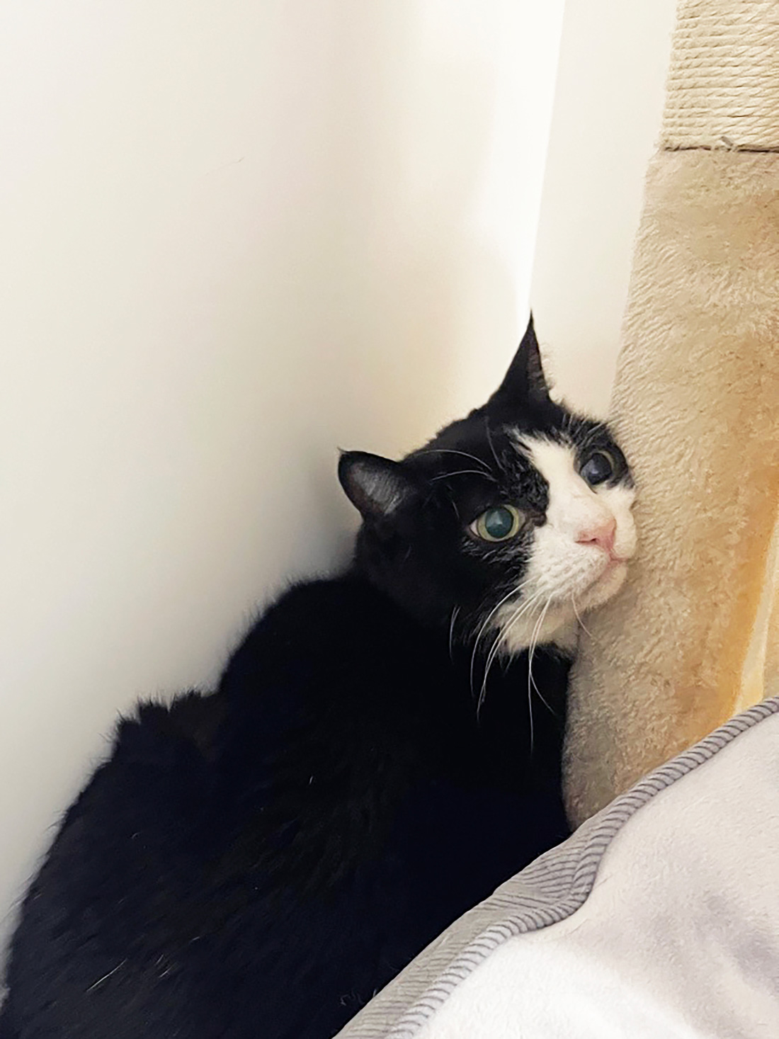 キャットタワーにスリスリ
