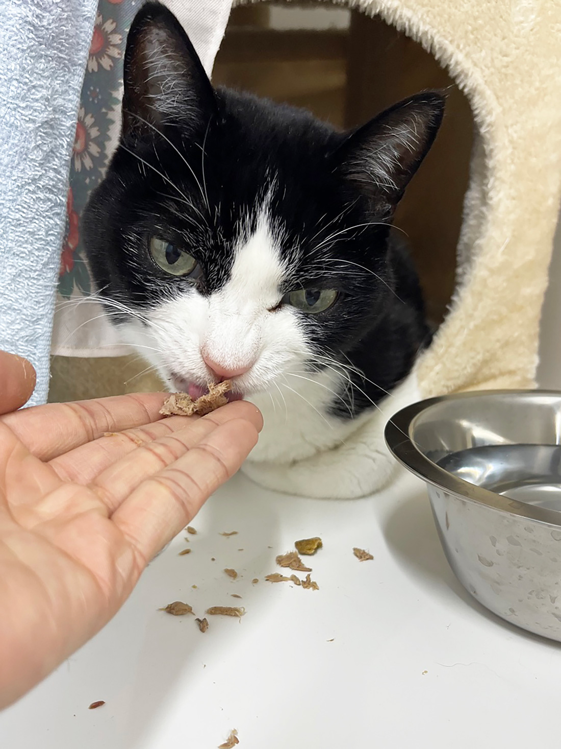 手からなら食べれた歌丸