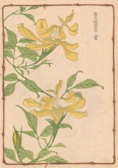 朝顔花併 黄色い変化アサガオ